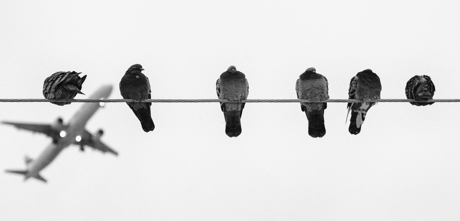 pigeons on powerline with airplane in background