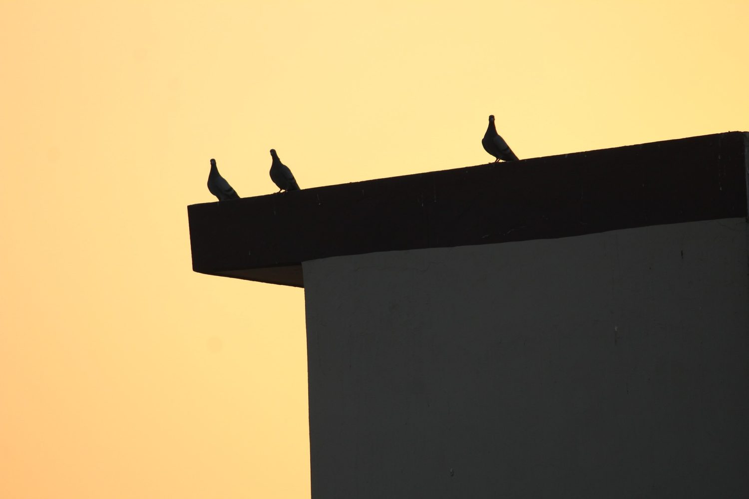 3 pigeons on top of building