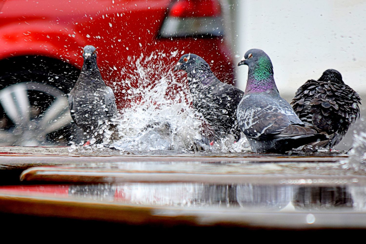 Pigeons splashing in a puddle by a red car