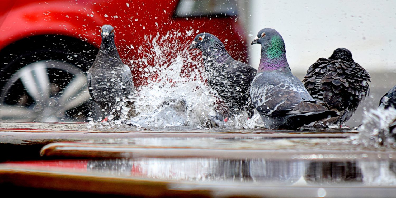 Pigeons splashing in a puddle by a red car