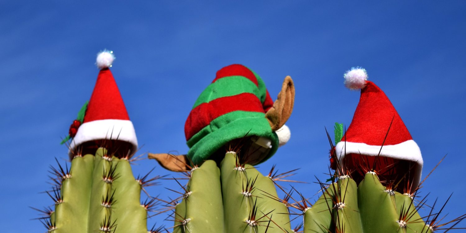Three cacti with Christmas hats