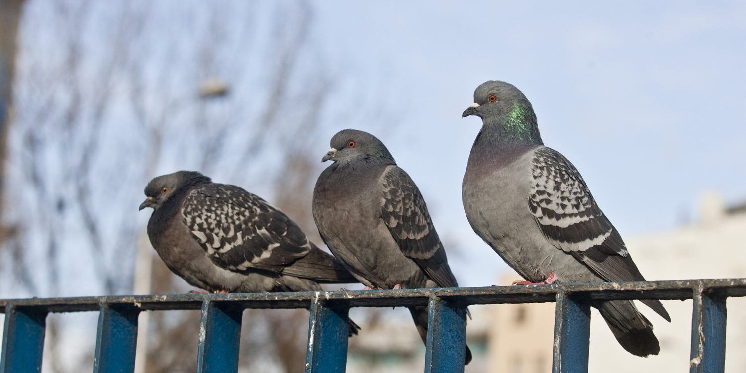 Three pigeons sitting on a rail