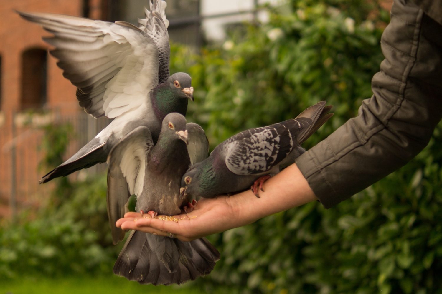 Three pigeons eating out of a person's hand