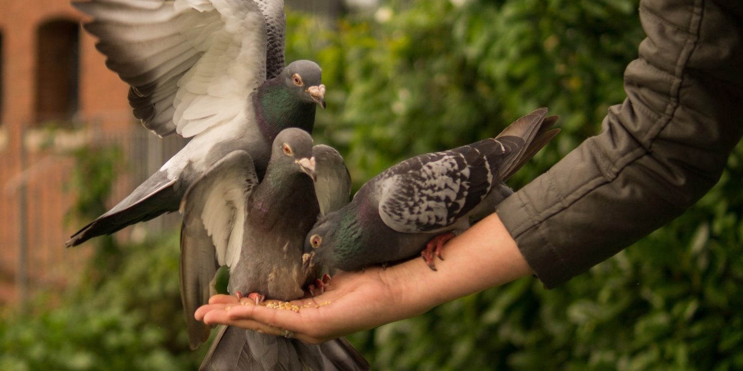 Three pigeons eating out of a person's hand