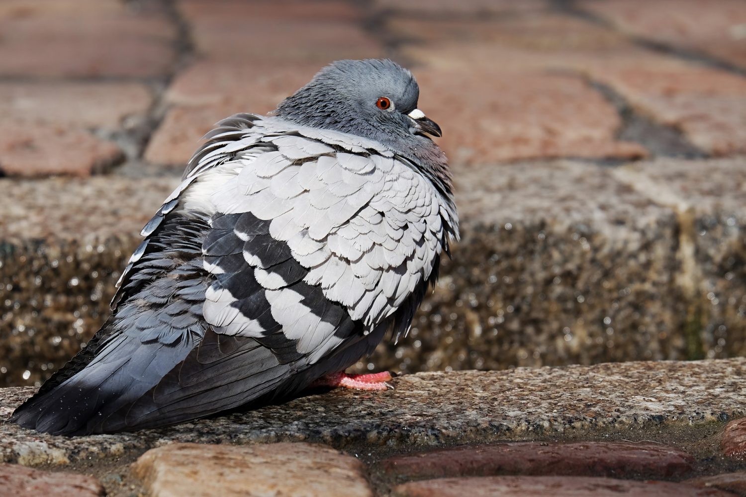 Pigeon with ruffled feathers standing on ground