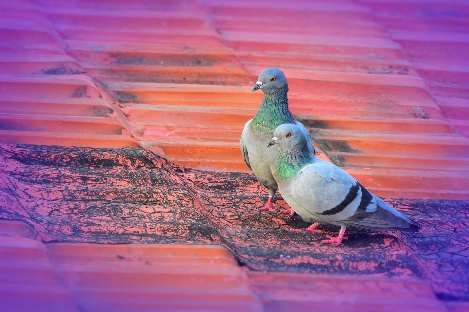 Two pigeons standing next to each other