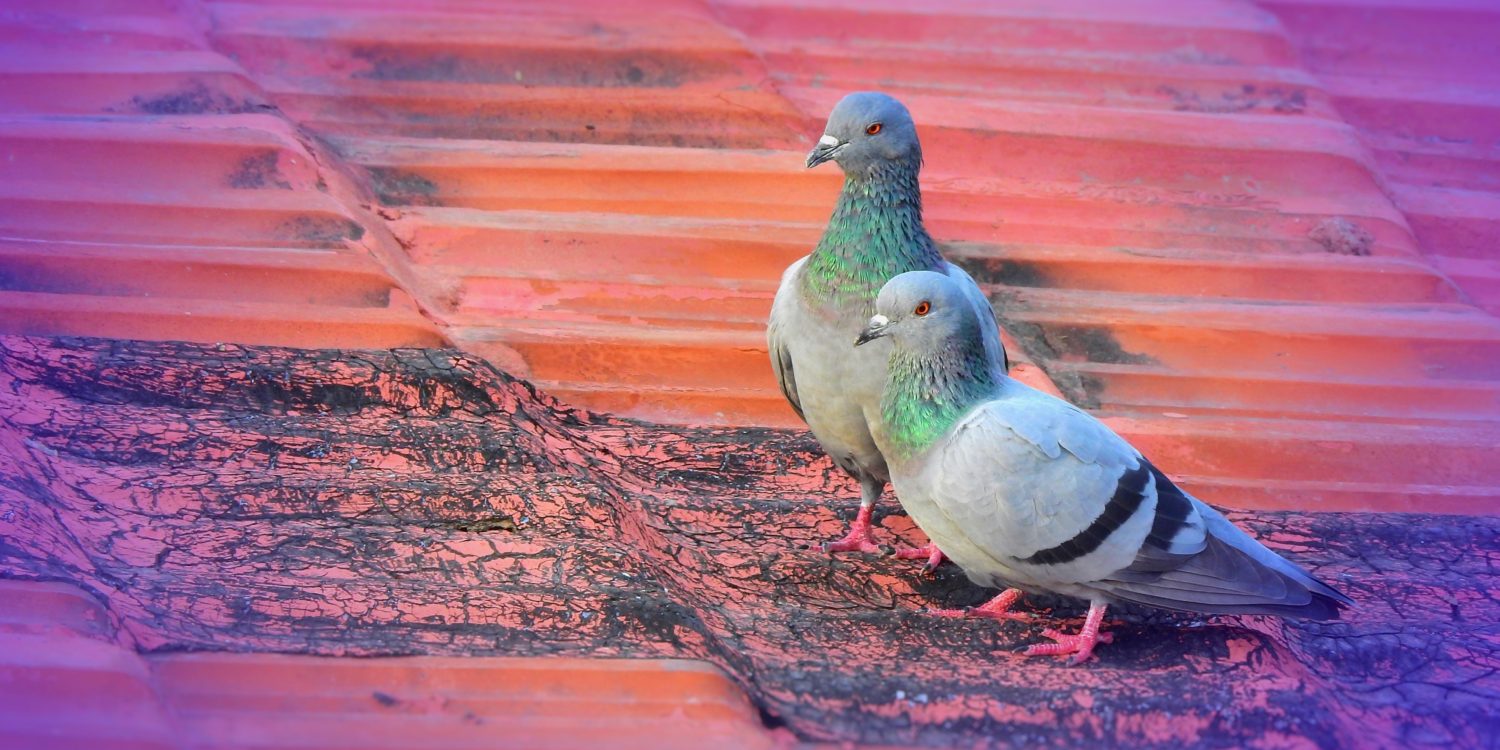 Two pigeons standing next to each other