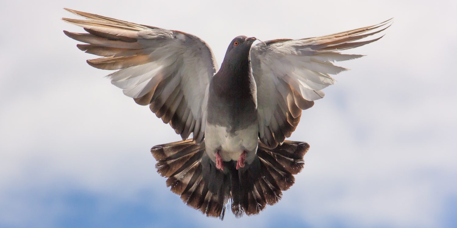 Pigeon taking off