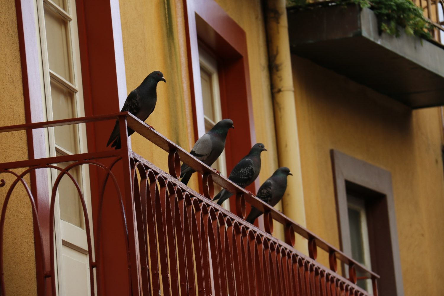 Four pigeons sitting on a balcony